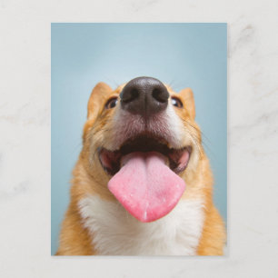 Postal Imágenes de Getty   Corgi Muy Feliz