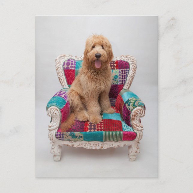 Postal Imágenes de Getty | Cute Goldendoodle (Anverso)