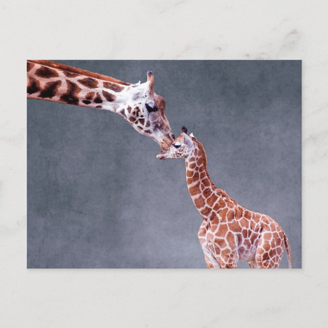 Postal Imágenes de Getty | Madre y bebé Giraffe (Anverso)