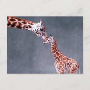 Postal Imágenes de Getty   Madre y bebé Giraffe