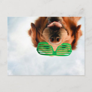 Postal Imágenes de Getty   Perro con gafas