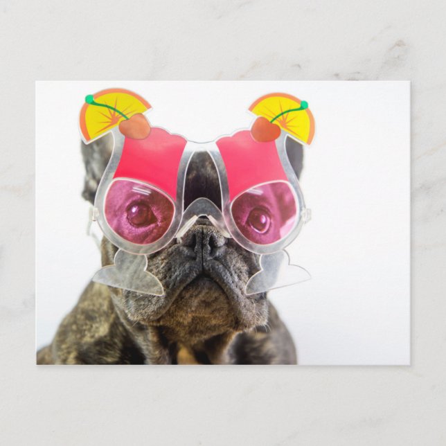 Postal Imágenes de Getty | Perro con gafas de cóctel (Anverso)