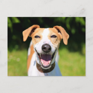 Postal Imágenes de Getty   Perro riéndose