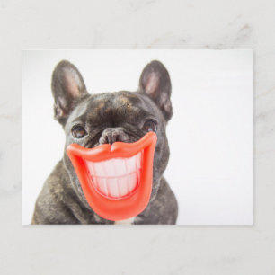 Postal Imágenes de Getty   Un Perro Sonriente