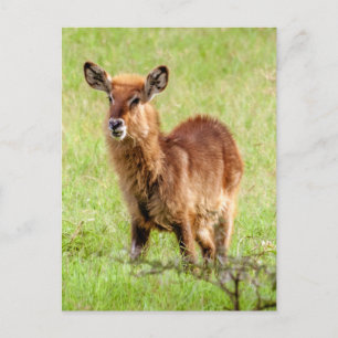 Postal Imágenes de Getty Young Brown Antelope Waterbuck
