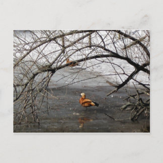 Postal imágenes de naturaleza