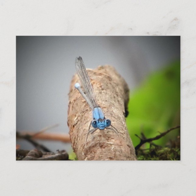 Postal imágenes de naturaleza (Anverso)