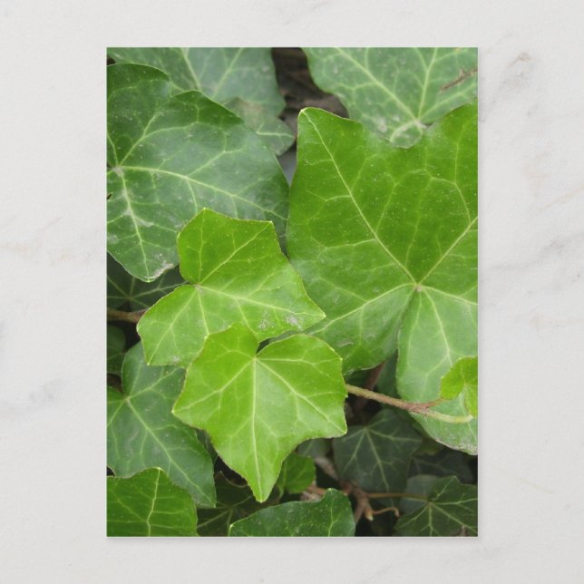 Postal Imágenes de Shell (Anverso)