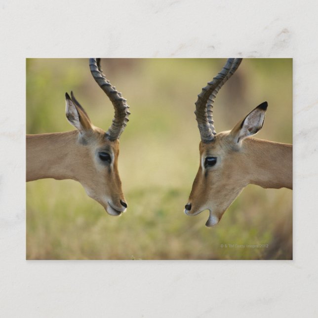 Postal Imapla (Aepyceros melampus) quiere luchar, (Anverso)