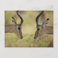 Imapla (Aepyceros melampus) quiere luchar,