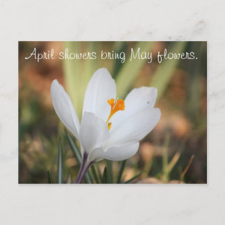 Postal IMG_0371, las duchas de abril traen flores de mayo