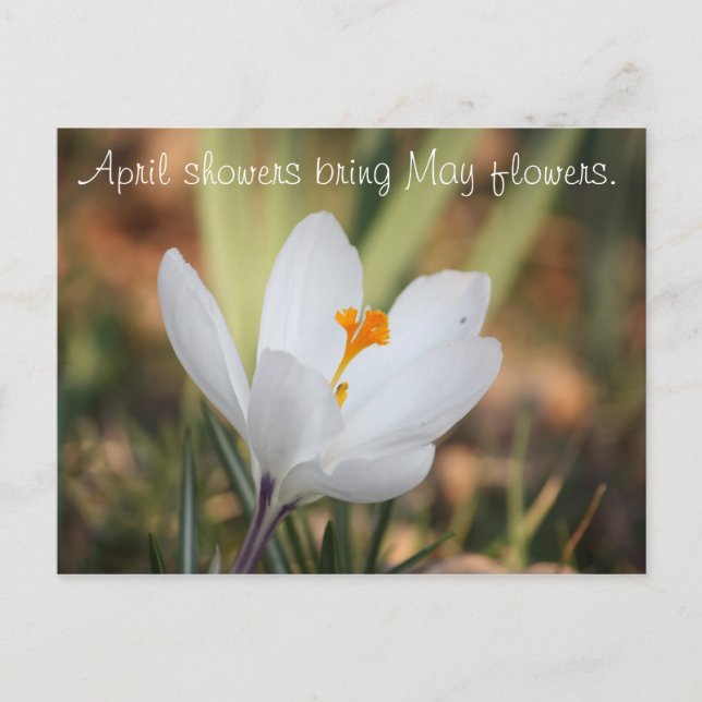 Postal IMG_0371, las duchas de abril traen flores de mayo (Anverso)