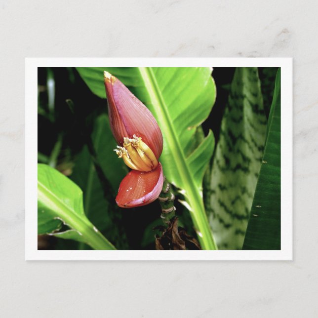 POSTAL IMG_0432 (Anverso)