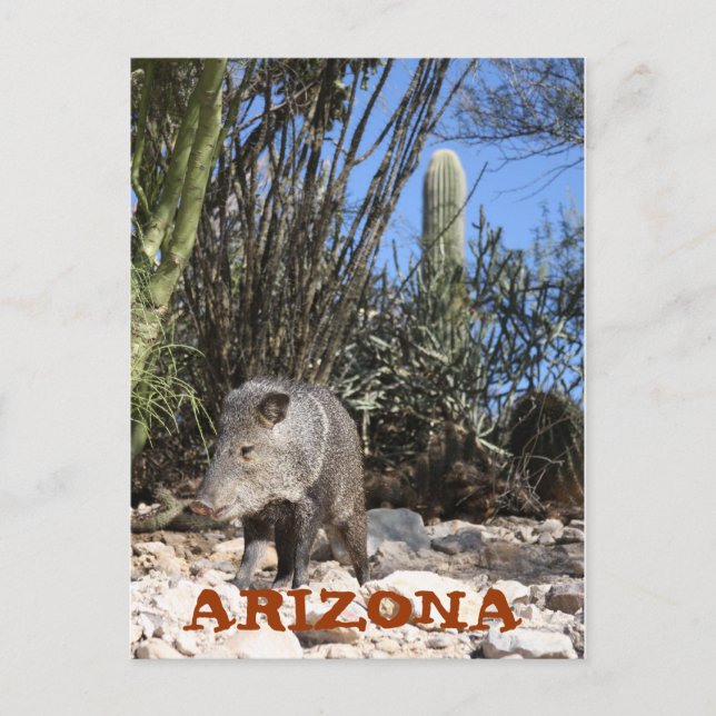 POSTAL IMG_0830, ARIZONA (Anverso)