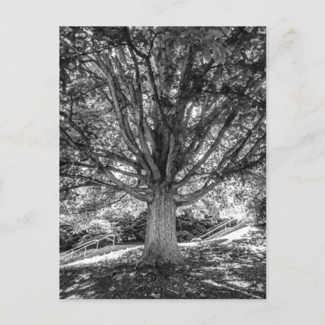 POSTAL IMG_5219.JPG (Anverso)