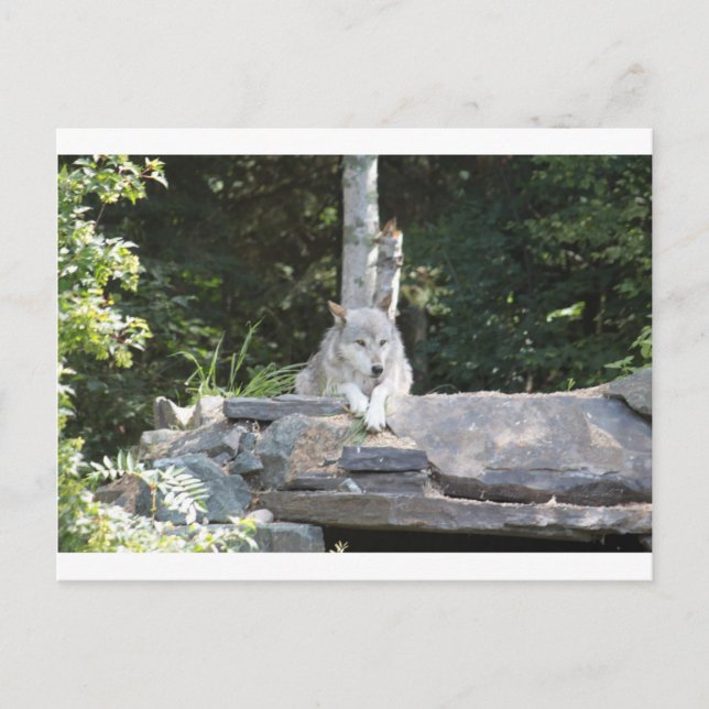 POSTAL IMG_7954 (Anverso)