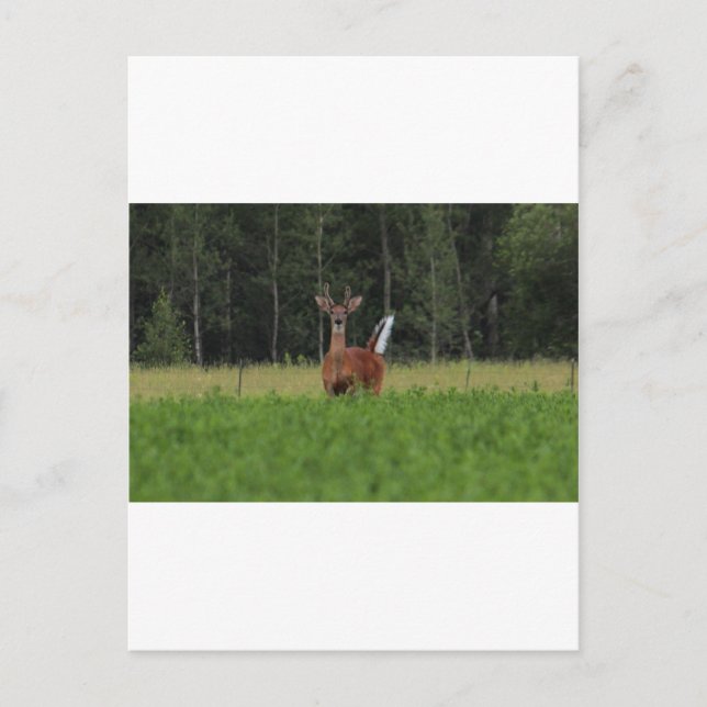 POSTAL IMG_9486_1 (Anverso)