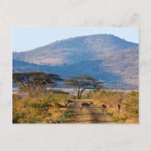 Postal Impala (Aepyceros Melampus), Hluhluwe-Umfolozi
