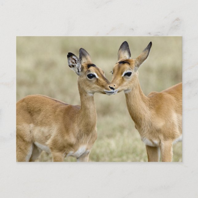 Postal Impala Babys (Anverso)