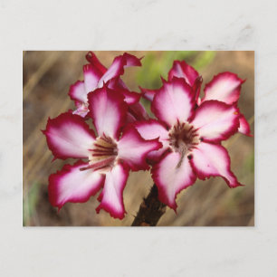 Postal Impala Lily (Adenium Multiflorum), Kruger