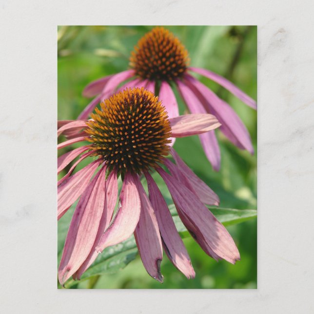 Postal Imperfección (Anverso)