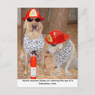 Postal Impostor