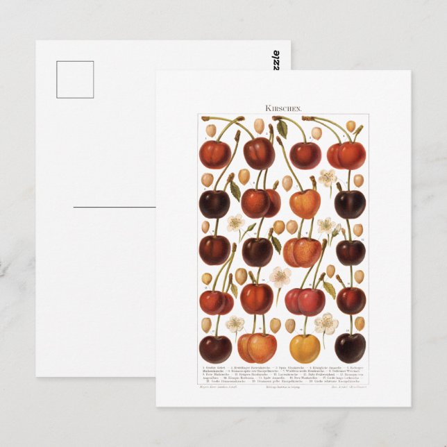 Postal Impresión alemana de cerezas de frutas de la época (Anverso / Reverso)