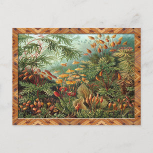 Postal Impresión artística Ernst Haeckel:Muscinae