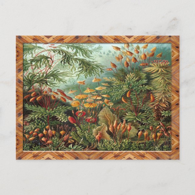 Postal Impresión artística Ernst Haeckel:Muscinae (Anverso)