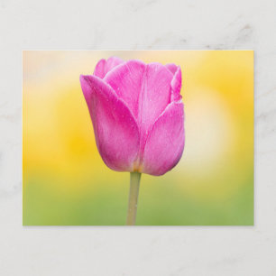 Postal Impresión artística floral de tulipán rosa
