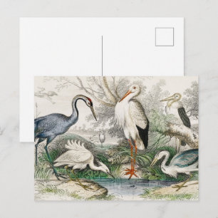 Postal Impresión artística vintage de garza, cigüeña y gr