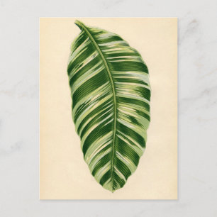 Postal Impresión botánica - Banana (musa vittata)