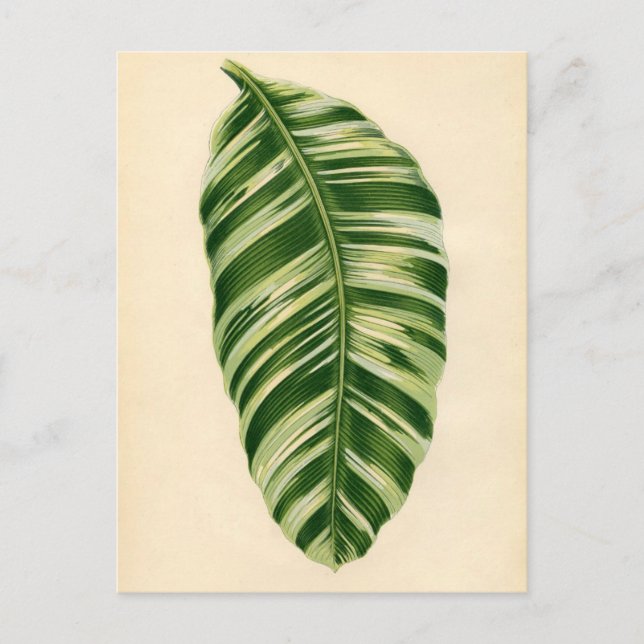 Postal Impresión botánica - Banana (musa vittata) (Anverso)