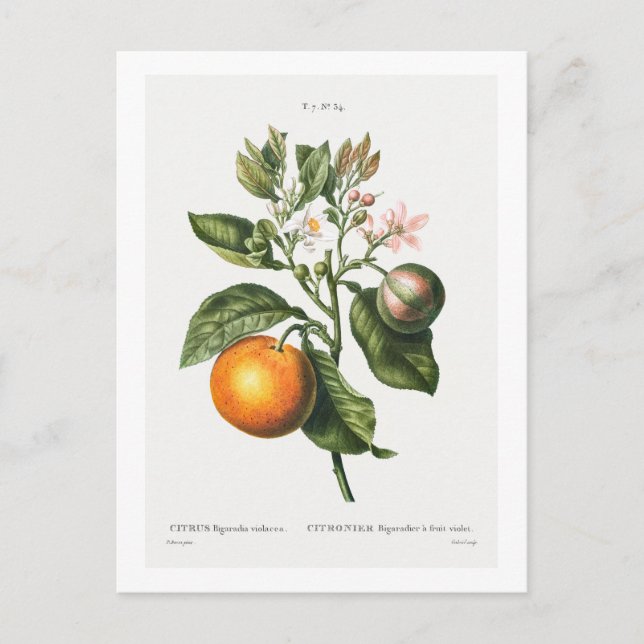 POSTAL IMPRESIÓN BOTÁNICA "BITTER NARANJA" DE LA VENTAJA  (Anverso)