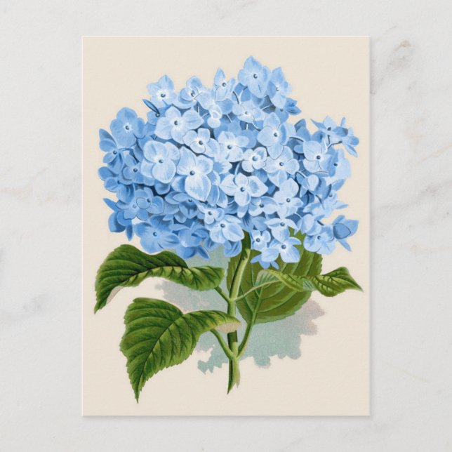 Postal Impresión botánica Blue Hydrangea (Anverso)
