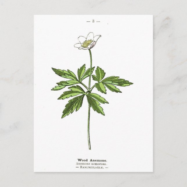 Postal Impresión botánica de anémona de madera de época (Anverso)