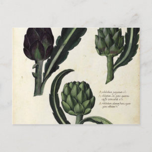 Postal Impresión botánica de artichoke de época
