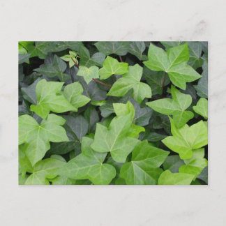 Postal Impresión botánica de marfil verde