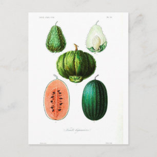 Postal Impresión botánica de Melón de fruta de época
