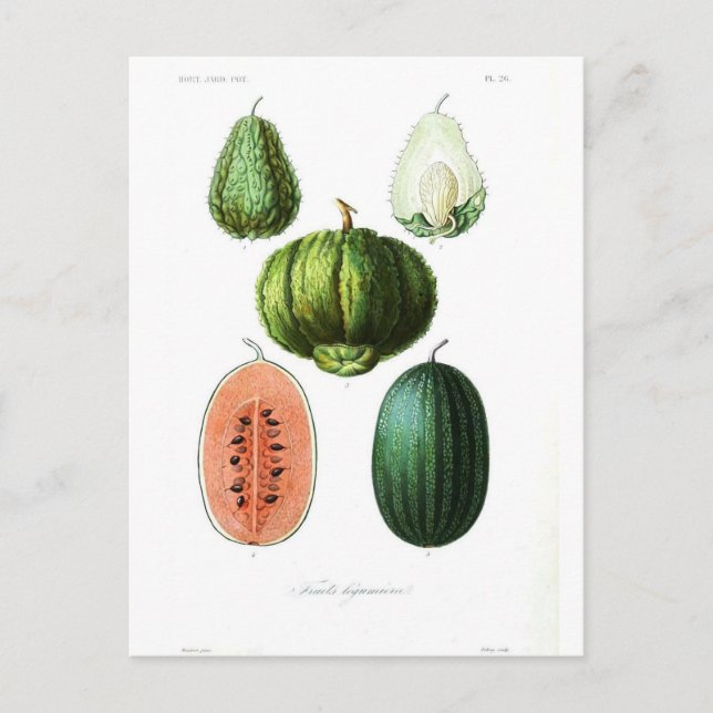 Postal Impresión botánica de Melón de fruta de época (Anverso)