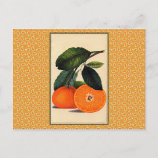 Postal Impresión botánica de Naranja Vintage