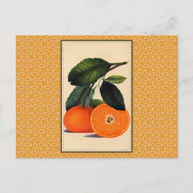 Postal Impresión botánica de Naranja Vintage (Anverso)
