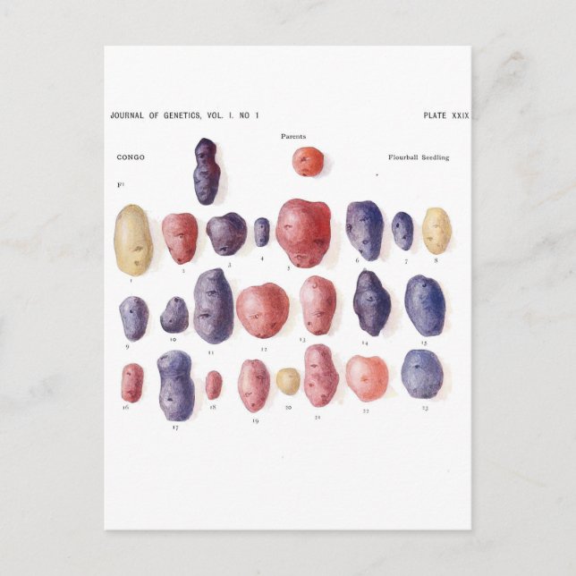 Postal Impresión botánica de papa de época (Anverso)