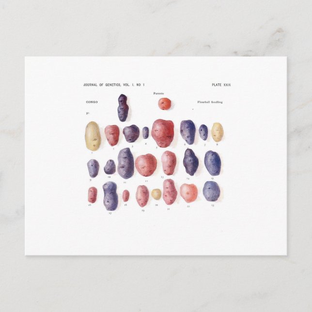 Postal Impresión botánica de papa de época (Anverso)