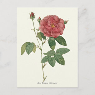 Postal Impresión botánica de rosa rojo vintage