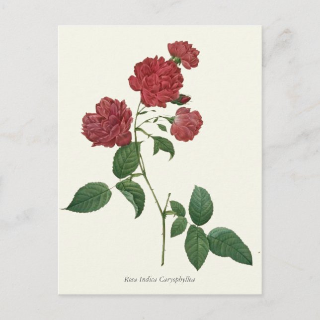 Postal Impresión botánica de rosas rojas de época (Anverso)