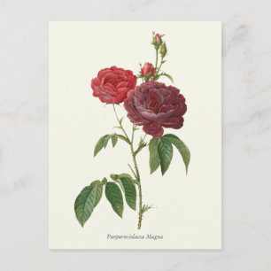 Postal Impresión botánica de rosas rojas de época