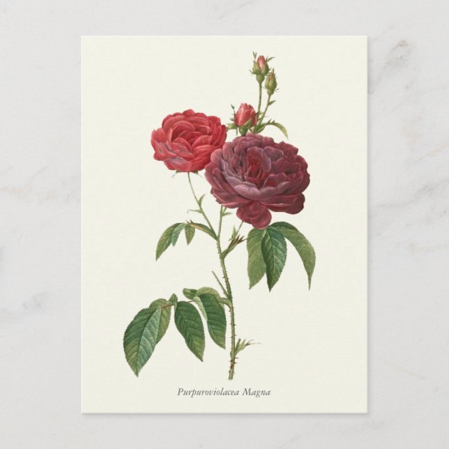 Postal Impresión botánica de rosas rojas de época (Anverso)
