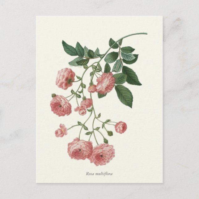 Postal Impresión botánica de rosas rosadas vintage (Anverso)
