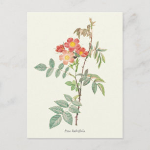 Postal Impresión botánica de rosas rosas y rojas antiguas